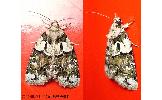 Cryphia Cryphia