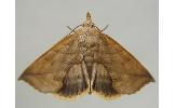 Calyptra Calyptra