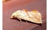 Oraesia Oraesia