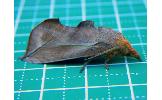 Oraesia Oraesia