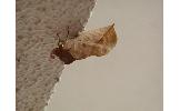 Eudocima Eudocima