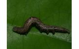 Oraesia Oraesia