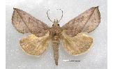Calyptra Calyptra