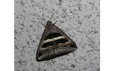Grammodes geometrica