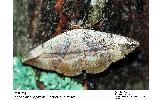 Hypopyra vespertilio