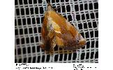 Lophomilia flaviplaga