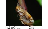 Lophomilia polybapta