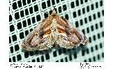 Lophomilia takao
