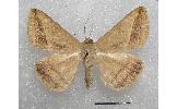 Mocis frugalis