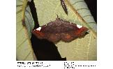 Pangrapta costinotata