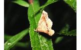 Pangrapta curtalis