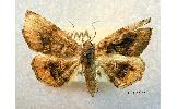 Pangrapta disruptalis