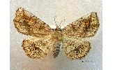 Pangrapta flavomacula