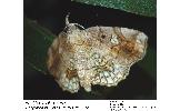 Pangrapta lunulata