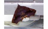 Pangrapta obscurata