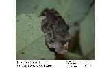 Pangrapta porphyrea