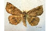 Pangrapta suaveola