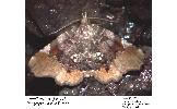 Pangrapta vasava