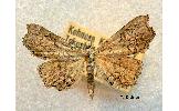 Pangrapta yoshinensis