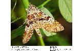 Stenograpta Stenograpta