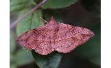 Anticarsia irrorata