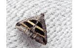 Grammodes geometrica