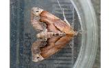 Lophomilia polybapta