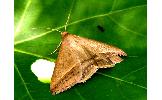Mocis frugalis