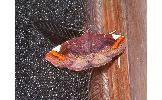 Pangrapta costinotata