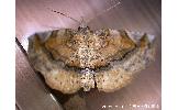 Pangrapta curtalis