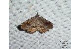 Pangrapta flavomacula