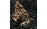 Pangrapta lunulata