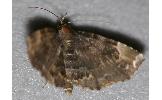 Pangrapta porphyrea