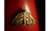 Lophomilia takao