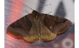 Mocis ancilla