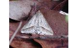 Mocis frugalis