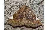 Pangrapta costinotata