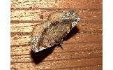Pangrapta curtalis