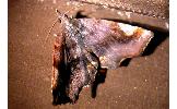 Pangrapta obscurata
