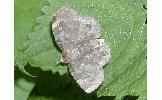 Pangrapta porphyrea