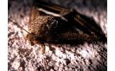 Grammodes geometrica
