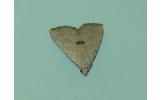 Hemipsectra Hemipsectra