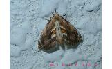 Lophomilia takao