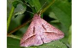 Mocis frugalis