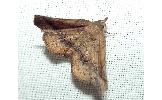 Pangrapta curtalis