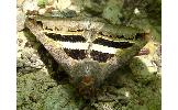 Grammodes geometrica