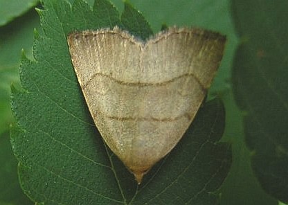 ʐ^5
