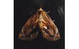Lophomilia takao