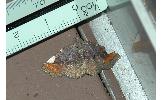 Pangrapta costinotata