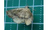 Pangrapta curtalis